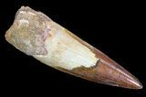 Spinosaurus Tooth - Excellent Tip & Enamel #81060-1